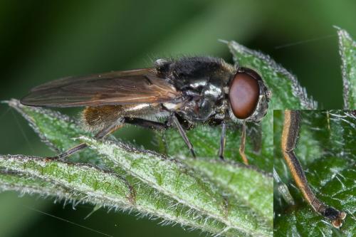Cheilosia ranunculi